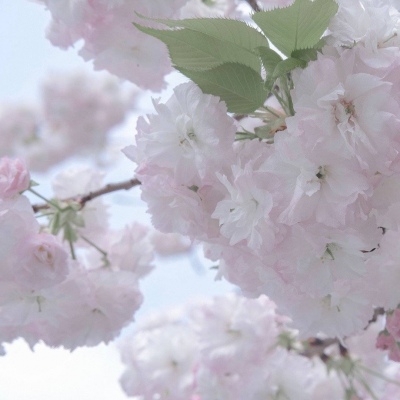 兽设治愈风格绘画FurryQQ群